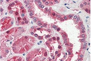 ABIN238623 (5µg/ml) staining of paraffin embedded Human Kidney. (GOT1 抗体  (AA 157-167))
