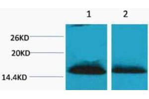 Western Blotting (WB) image for anti-Histone H1 (2meLys25) antibody (ABIN3181327) (Histone H1 抗体  (2meLys25))