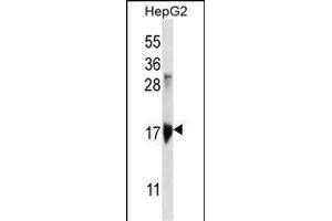 KRT3 Antibody (Center) (ABIN656583 and ABIN2845845) western blot analysis in HepG2 cell line lysates (35 μg/lane). (KRTAP1-3 抗体  (AA 88-117))