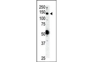 Image no. 1 for anti-Ret Proto-Oncogene (RET) (N-Term) antibody (ABIN359924) (Ret Proto-Oncogene 抗体  (N-Term))