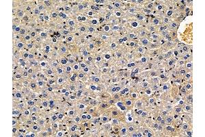 ABIN7096676 and ABIN7100741 at 1/100 staining mouse liver tissue by IHC-P.