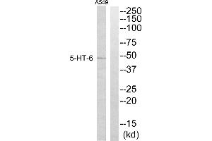 Western blot analysis of extracts from A549 cells, using 5-HT-6 antibody. (Serotonin Receptor 6 抗体)