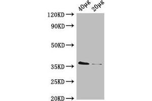 Western Blot Positive WB detected in: Rosseta bacteria lysate at 40 μg, 20 μg All lanes: dcyD antibody, HRP conjugated at 0. (DcyD 抗体  (AA 2-328) (HRP))