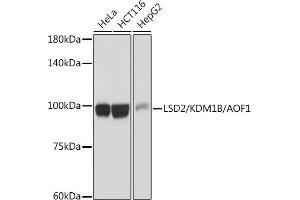 Western blot analysis of extracts of various cell lines, using LSD2/ antibody (ABIN7268325) at 1:1000 dilution. (KDM1B 抗体)
