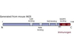 Image no. 3 for anti-Nitric Oxide Synthase 2, Inducible (NOS2) (AA 961-1144) antibody (ABIN967964) (NOS2 抗体  (AA 961-1144))
