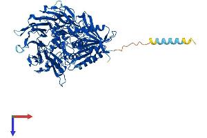 Protein Structure (PS) image for Fibroblast Activation Protein, alpha (FAP) (AA 1-761) protein (His tag) (ABIN7563542)