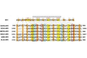 HR1 residues involved in interactions with EK1 are conserved across different HCoVs. (Coronavirus Spike Glycoprotein (CoV S) Peptide)