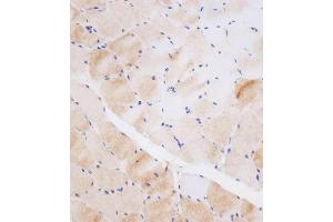 Immunohistochemical analysis of (ABIN656123 and ABIN2845462) on paraffin-embedded human skeletal muscle tissue was performed on the Leica®BOND RXm. (NEU2 抗体  (N-Term))