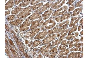 IHC-P Image CSN1 antibody [C3], C-term detects CSN1 protein at nucleus on mouse stomach by immunohistochemical analysis.