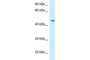 WB Suggested Anti-SPOCK2 Antibody Titration: 1. (SPOCK2/Testican 2 抗体  (N-Term))
