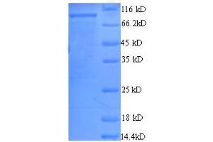 SDS-PAGE (SDS) image for ATP-Dependent DNA Helicase Rep (AA 1-673), (full length) protein (GST tag) (ABIN1095485)