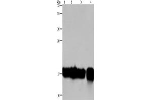 Western Blotting (WB) image for anti-Interleukin 17C (IL17C) antibody (ABIN2433185) (IL17C 抗体)
