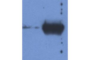 Western Blotting (WB) image for Mouse anti-Cow IgG antibody (ABIN238423) (小鼠 anti-Cow IgG Antibody)