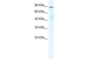 Western Blotting (WB) image for anti-Potassium Voltage-Gated Channel, KQT-Like Subfamily, Member 2 (KCNQ2) antibody (ABIN2461151) (KCNQ2 抗体)