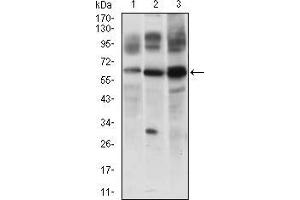 Western blot analysis using CFLAR mouse mAb against JURKAT (1), 3T3L1 (2) and RAJI (3) cell lysate. (FLIP 抗体  (AA 100-251))