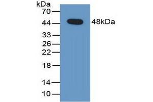 Detection of Recombinant PEDF, Human using Polyclonal Antibody to Pigment Epithelium Derived Factor (PEDF) (PEDF 抗体  (AA 21-415))