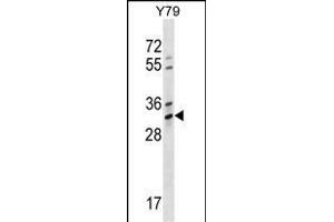 Western Blotting (WB) image for anti-Olfactory Receptor, Family 4, Subfamily K, Member 1 (OR4K1) (AA 68-96), (N-Term) antibody (ABIN1539542)