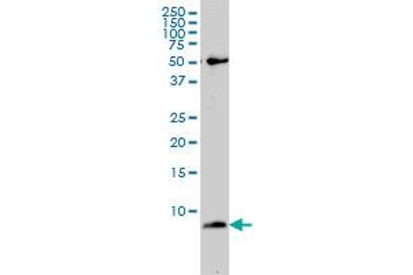 ATP5E anticorps  (AA 1-51)