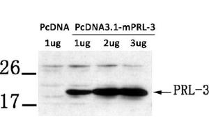 Image no. 1 for anti-Protein Tyrosine Phosphatase Type IVA, Member 3 (PTP4A3) (phosphorylated) antibody (ABIN401548) (PTP4A3 抗体  (phosphorylated))