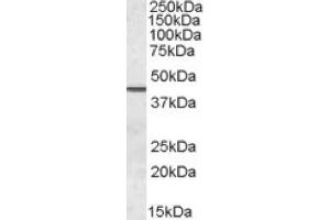 Image no. 1 for anti-Septin 2 (SEPT2) (N-Term) antibody (ABIN375051) (Septin 2 抗体  (N-Term))
