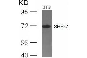 Image no. 3 for anti-Protein tyrosine Phosphatase, Non-Receptor Type 11 (PTPN11) (Tyr542) antibody (ABIN197594) (PTPN11 抗体  (Tyr542))