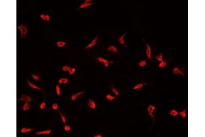 Immunofluorescence (fixed cells) (IF/ICC) image for anti-SUMO1 Activating Enzyme Subunit 1 (SAE1) (Internal Region) antibody (ABIN6259959)