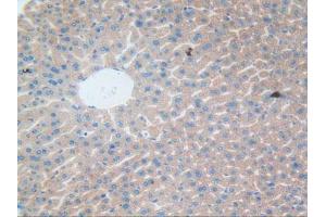 IHC-P analysis of Mouse Liver Tissue, with DAB staining. (CLEC10A 抗体  (AA 69-273))