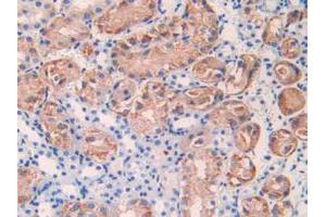 IHC-P analysis of Mouse Kidney Tissue, with DAB staining. (IL17RE 抗体  (AA 457-630))