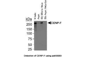 Image no. 1 for anti-Centromere Protein F (CENPF) (C-Term) antibody (ABIN363378) (CENPF 抗体  (C-Term))
