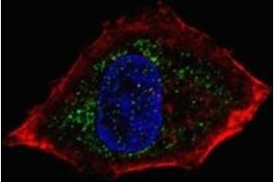 Fluorescent confocal image of HepG2 cells stained with NeuroD1 antibody.