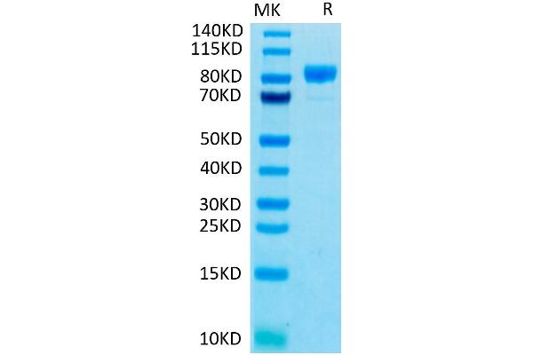 FGFR4 Protein (AA 22-369) (Fc Tag)