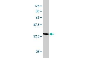 Western Blot detection against Immunogen (36. (AKAP4 抗体  (AA 1-100))
