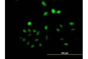 Immunofluorescence of purified MaxPab antibody to UTP11L on HeLa cell. (UTP11L 抗体  (AA 1-253))