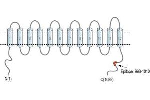anti-Solute Carrier Family 12 (Potassium-Chloride Transporter) Member 4 (SLC12A4) (AA 998-1010), (C-Term), (Intracellular) antibody