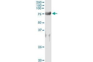 Immunoprecipitation (IP) image for anti-Sorting Nexin 9 (SNX9) (AA 1-595) antibody (ABIN526715)