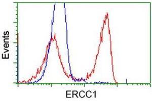 HEK293T cells transfected with either RC200478 overexpress plasmid (Red) or empty vector control plasmid (Blue) were immunostained by anti-ERCC1 antibody (ABIN2453001), and then analyzed by flow cytometry. (ERCC1 抗体)