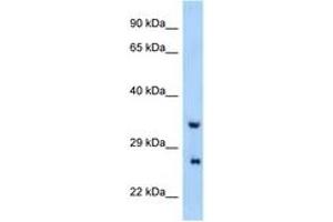 Image no. 1 for anti-Proline Rich Gla (G-Carboxyglutamic Acid) 4 (Transmembrane) (PRRG4) (AA 21-70) antibody (ABIN6748083) (PRRG4 抗体  (AA 21-70))