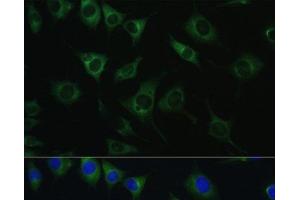 Immunofluorescence analysis of L929 cells using SRPRB Polyclonal Antibody at dilution of 1:100. (SRPRB 抗体)