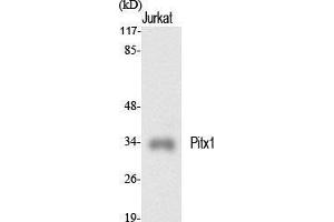 Western Blot (WB) analysis of specific cells using Pitx1 Polyclonal Antibody. (PITX1 抗体  (Internal Region))