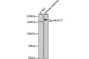 Western blot analysis of extracts of various cell lines using NFATC2 Polyclonal Antibody at dilution of 1:500. (NFAT1 抗体)
