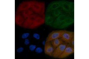 POMK Mouse Monoclonal Antibody staining Hela cells by IF/ICC. (SGK196 抗体)