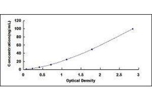 Basal Cell Adhesion Molecule (Lutheran Blood Group) (BCAM) ELISA Kit