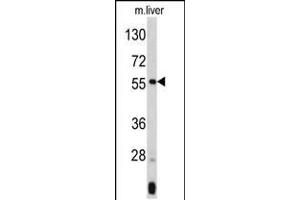 Western blot analysis of ANGPTL3 Antibody (N-term) (ABIN390666 and ABIN2840961) in mouse liver tissue lysates (35 μg/lane). (ANGPTL3 抗体  (N-Term))
