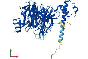 Protein Structure (PS) image for Kelch Domain Containing 1 (KLHDC1) (AA 1-406) protein (His tag) (ABIN7558437)