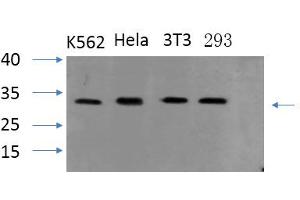 Western Blotting (WB) image for anti-PYD and CARD Domain Containing (PYCARD) antibody (ABIN5962406) (PYCARD 抗体)
