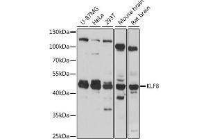 Western blot analysis of extracts of various cell lines, using KLF8 antibody (ABIN7268158) at 1:1000 dilution. (KLF8 抗体  (AA 210-280))
