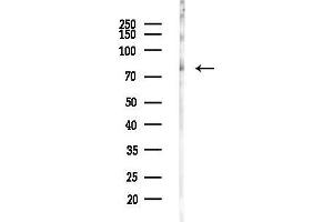 Western blot analysis of lysates from  cells(heat-shock,45 min treatment), using Phospho-Tau (Thr181)[Thr498] Antibody at 1/1000 dilution.