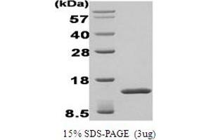 SDS-PAGE (SDS) image for Transforming Growth Factor, beta-Induced, 68kDa (TGFBI) protein (ABIN667042) (TGFBI 蛋白)