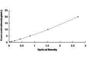 Cathepsin C (CTSC) ELISA Kit