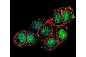 Confocal immunofluorescent analysis of FOXA2 antibody with HeLa cells followed by Alexa Fluor 488-conjugated goat anti-rabbit lgG (green). (FOXA2 抗体  (AA 380-407))
